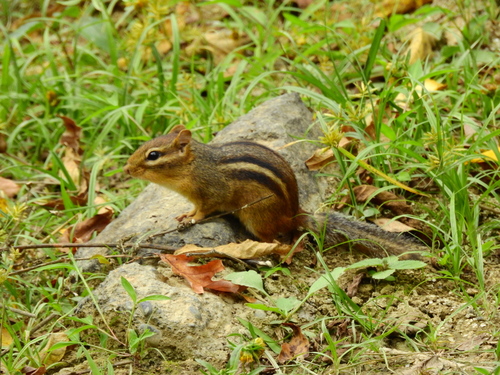 Eastern Chipmunk photographed in Ohio