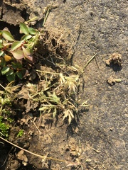 Eragrostis hypnoides