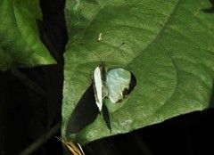 Leptophobia aripa aripa