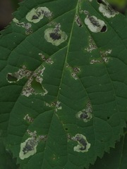 Aspilanta hydrangaeella