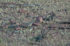 Thinocorus rumicivorus