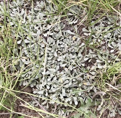 Antennaria neglecta