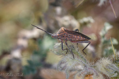 Phthiacnemia picta