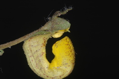 Calceolaria polyrhiza