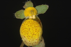 Calceolaria polyrhiza