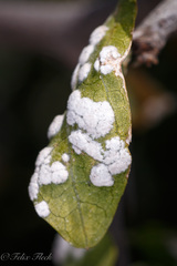 Coccoidea