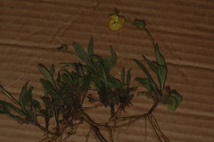 Calceolaria polyrhiza