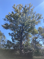 Corymbia gummifera