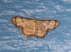 Lobocleta mutuataria