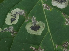 Aspilanta hydrangaeella