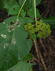 Aspilanta hydrangaeella