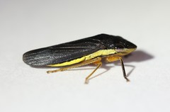 Homalodisca insolita