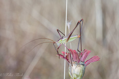 Acanthorintes tauriformis