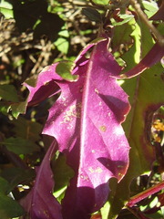 Gynura