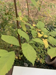 Ulmus americana