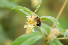 Melissodes comptoides