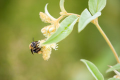 Melissodes comptoides