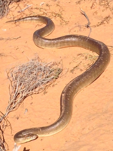 Woma Python sighting