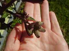 Gynura