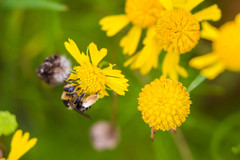 Melissodes communis communis