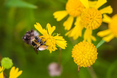 Melissodes communis communis