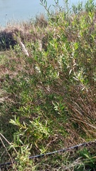 Baccharis punctulata