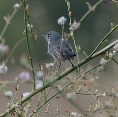 Polioptila californica
