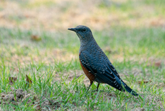 Monticola solitarius