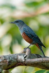 Monticola solitarius
