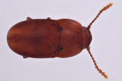 Catopocerus