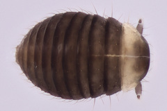 Staphylinoidea