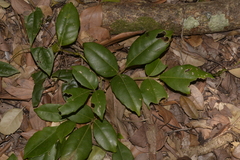 Tetrastigma nitens