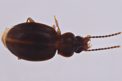 Trechus hydropicus beutenmuelleri