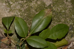Tetrastigma nitens