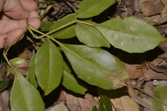 Tetrastigma nitens