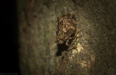 Cotylana angustifrons