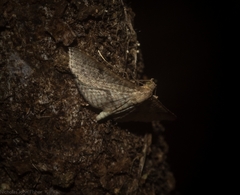 Addaea subtessellata