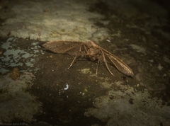 Addaea subtessellata