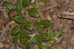 Tetrastigma nitens