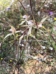 Caladenia straminichila