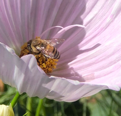Apis mellifera