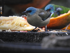 Dacnis nigripes