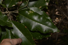Sarcomelicope simplicifolia