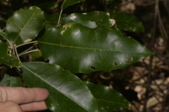 Sarcomelicope simplicifolia