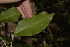 Sarcomelicope simplicifolia