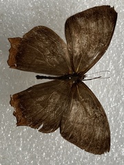 Taygetis rufomarginata