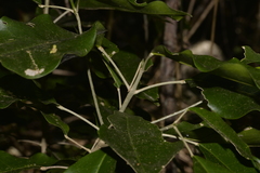 Sarcomelicope simplicifolia