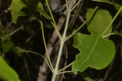 Sarcomelicope simplicifolia