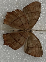 Taygetis rufomarginata