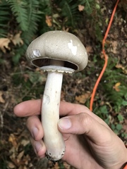 Agaricus moelleri